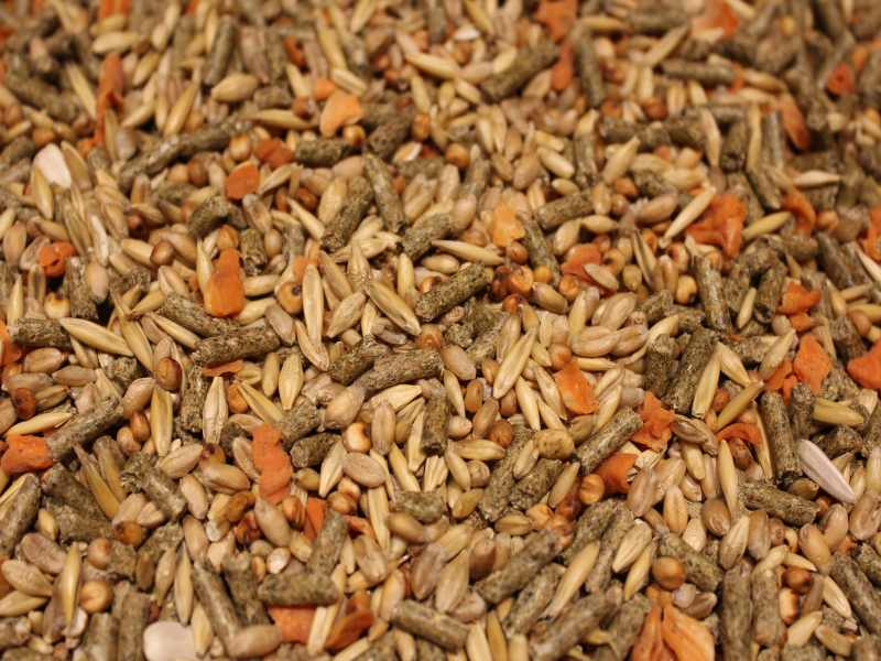 Meerschweinchenfutter